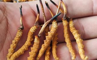 冬蟲(chóng)夏草頭期凍干蟲(chóng)草：解鎖滋補(bǔ)新方式，這些優(yōu)勢(shì)你該知道-西藏那曲蟲(chóng)草網(wǎng)