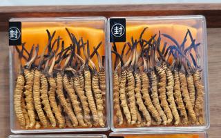 冬蟲(chóng)夏草現(xiàn)在多少錢(qián)一克？2025 年克價(jià)揭秘，差價(jià)達(dá) 5 倍