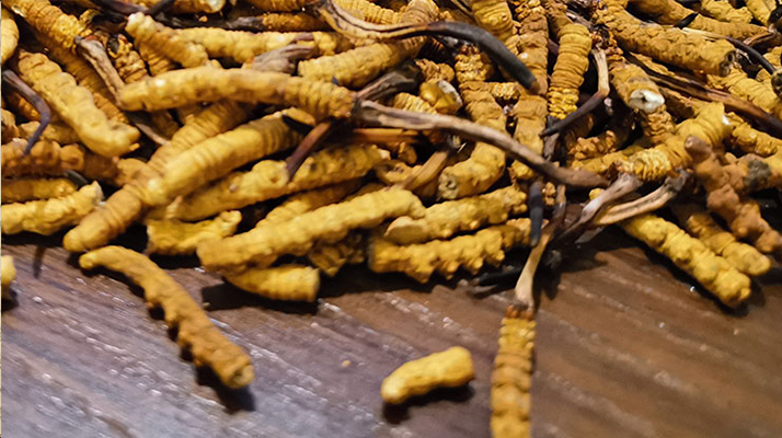 2025 年干<a href=http://www.gzpim.com/jiage/ target=_blank class=infotextkey>冬蟲夏草價格</a>指南 