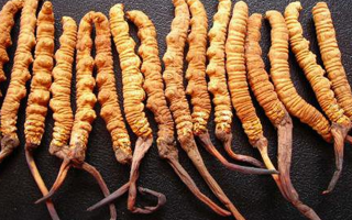 冬蟲夏草采摘季全解析：時間、產(chǎn)區(qū)差異與品質(zhì)關(guān)聯(lián)