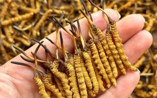 冬蟲夏草專家詳解：不同形態(tài)蟲草的保存方法與時(shí)限，避免營養(yǎng)白白流失