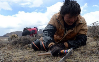 那曲挖草人阿旺的蟲草采摘時間表：跟著草原節(jié)氣走，不錯過每根好蟲草