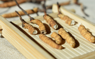 斷的冬蟲夏草一克啥價？2025 年實用行情嘮明白