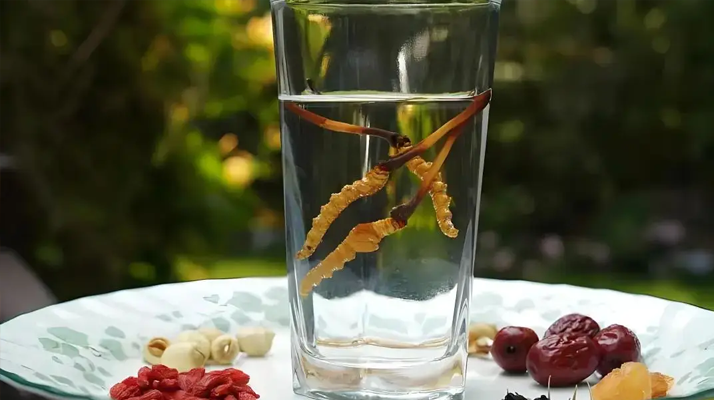 人參配蟲草泡酒，泡多久才好喝 