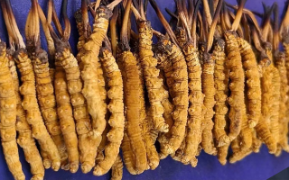 挖了三十年蟲草，這些采摘的苦，沒經(jīng)歷過的人真不懂