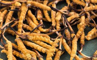 燉了二十年蟲草湯，這口感我太熟了，跟你細(xì)細(xì)說