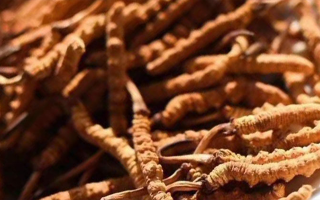 冬蟲夏草采后保存指南：鎖住營養(yǎng)，延長鮮度?