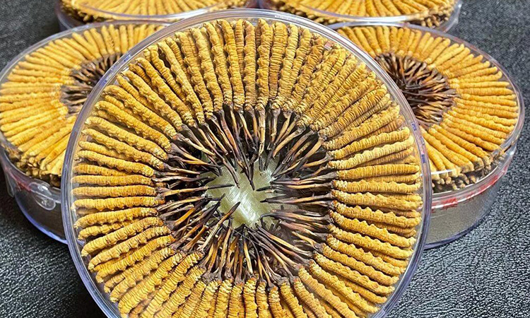 東強(qiáng)堂冬蟲夏草保存的注意事項