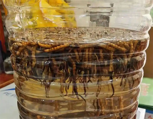 東強(qiáng)堂冬蟲夏草可以用來泡酒 滋補(bǔ)效果真的好