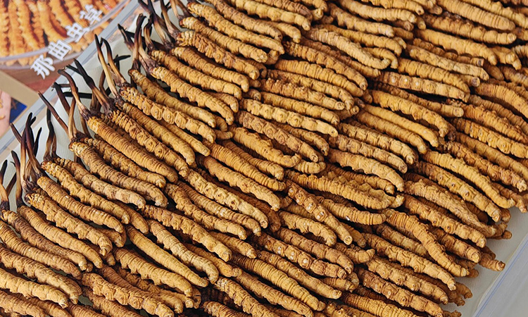 冬蟲夏草有什么神奇的效果