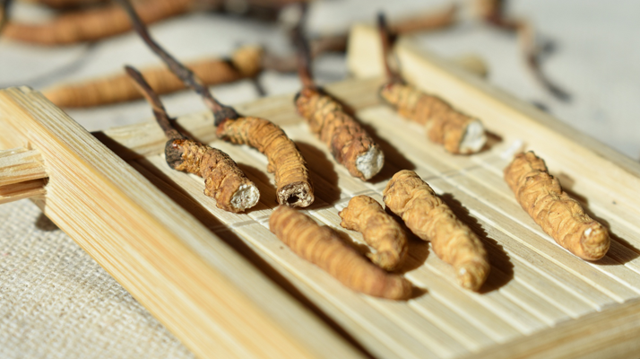 東強(qiáng)堂冬蟲夏草有減肥效果嗎