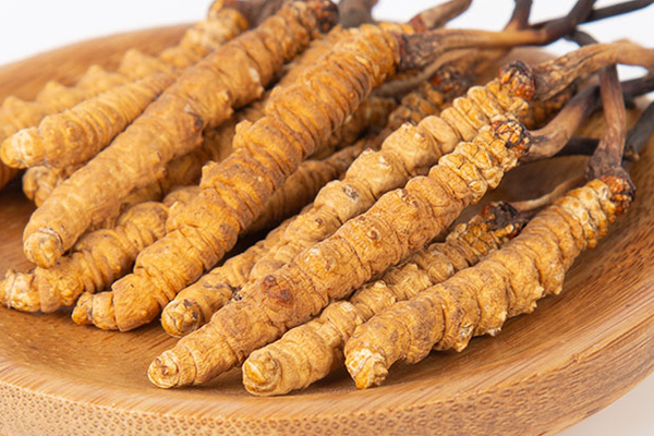  人工培育的冬蟲夏草有哪些功效和作用？