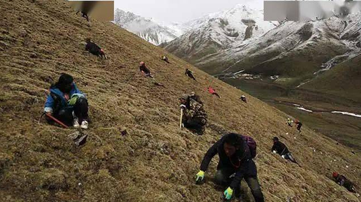 外地人能到蟲草產(chǎn)區(qū)采挖蟲草嗎？