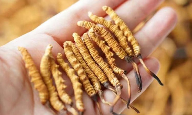 東強堂科普：3克冬蟲夏草是幾根 