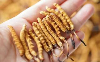 東強(qiáng)堂科普：3克冬蟲夏草是幾根？那曲源頭品牌教你精準(zhǔn)換算