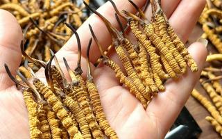 東強(qiáng)堂科普：雪山冬蟲夏草無“葉”！那曲珍品的草頭形態(tài)藏著品質(zhì)密碼