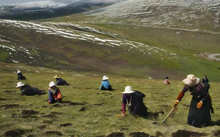 大量采摘冬蟲夏草對環(huán)境的影響