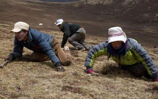 采挖冬蟲夏草危險嗎？安全嗎？