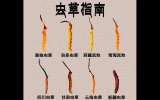 野生蟲草和人工蟲草的區(qū)別在哪里?哪種更值錢?