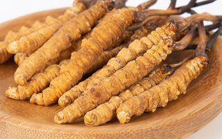  人工培育冬蟲夏草的市場前景如何？