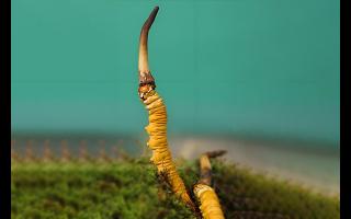  雪山冬蟲(chóng)夏草的生長(zhǎng)周期是多久？-西藏那曲蟲(chóng)草網(wǎng)