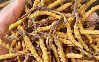 權(quán)威指南：熬一鍋湯放幾根冬蟲夏草？藏域珍饈的科學(xué)用量標(biāo)準(zhǔn)