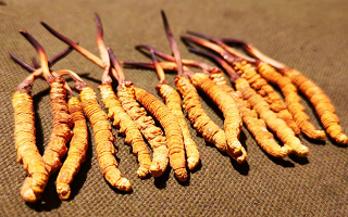 權(quán)威解讀：冬蟲夏草燉雞湯，藏域滋養(yǎng)與家常美味的雙向奔赴