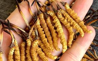 權(quán)威解答：冬蟲夏草可以放水燉嗎？藏域珍饈的科學(xué)燉煮指南