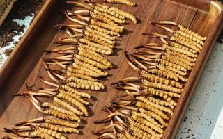 冬蟲夏草現(xiàn)在不值錢了嗎？2026年市場(chǎng)真相揭秘