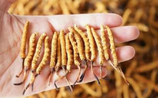 冬蟲夏草各地產(chǎn)量揭秘，西藏那曲蟲草網(wǎng)帶你看清產(chǎn)區(qū)產(chǎn)量格局