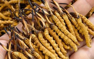 那曲冬蟲夏草市場在哪里？西藏那曲蟲草網(wǎng)帶你尋蹤源頭交易地