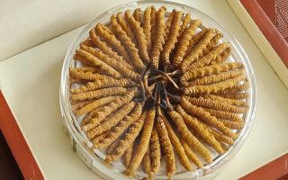 冬蟲夏草不養(yǎng)生會(huì)怎么樣？正視滋養(yǎng)價(jià)值，規(guī)避認(rèn)知誤區(qū)