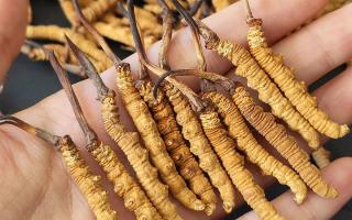 2026冬蟲夏草干貨多少錢一克｜西藏那曲蟲草網(wǎng)，行業(yè)權(quán)威行情解讀