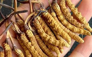 藏紅花和冬蟲夏草哪個(gè)貴？揭秘2026年最新價(jià)格真相