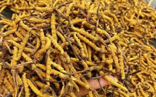 西藏那曲蟲草網(wǎng)｜一克冬蟲夏草煲多少水合適？行業(yè)權(quán)威指南來了