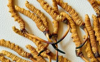 3月冬蟲夏草市場價(jià)格解析，行業(yè)權(quán)威走勢+選購指南