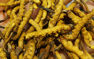 冬蟲夏草哪家牌子好？3大核心標(biāo)準(zhǔn)+優(yōu)質(zhì)品牌盤點