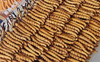 寶寶可以服用冬蟲夏草嗎？權(quán)威指南，科學(xué)滋補(bǔ)不踩坑