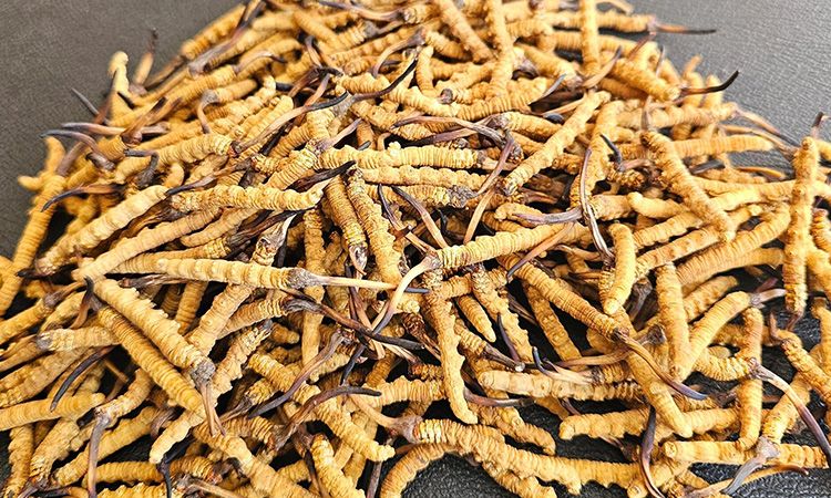 選對(duì)冬蟲(chóng)夏草不踩坑 