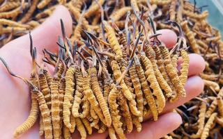 35元一根的冬蟲夏草能買嗎？——揭秘低價(jià)蟲草真相