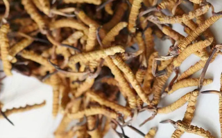 養(yǎng)生滋補(bǔ)冬蟲夏草哪里買？西藏那曲蟲草網(wǎng)教你選對渠道，買正買值