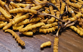 揭秘：什么樣的冬蟲夏草品質(zhì)最好？