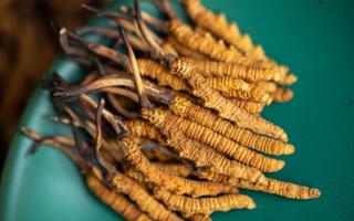 4根一克的冬蟲夏草多大？那曲蟲草行業(yè)網(wǎng)站詳解尺寸標準