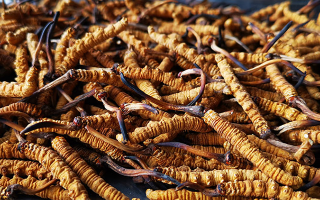 大批量冬蟲夏草保存方法，鎖住雪域營養(yǎng)不流失