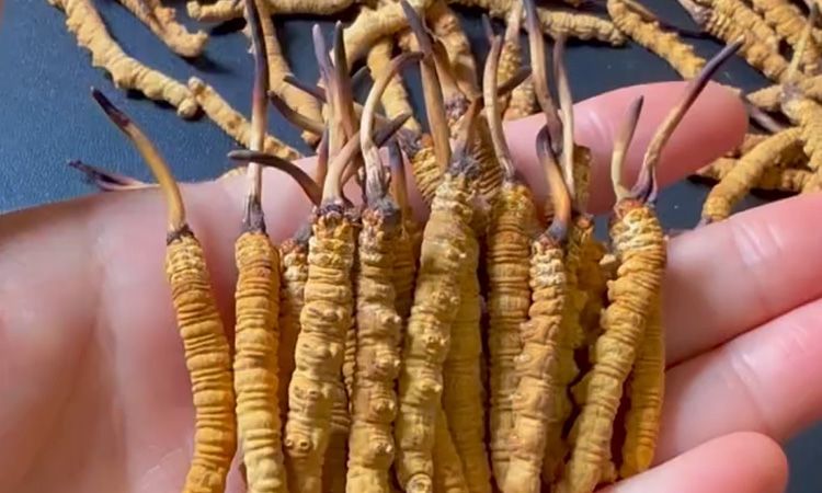 冬蟲夏草正品怎樣辨別
