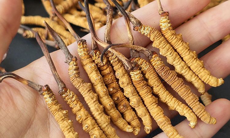 <a href=http://www.gzpim.com/s/cczjjd target=_blank class=infotextkey>冬蟲夏草真假鑒定</a>