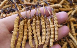 冬蟲夏草主要產(chǎn)地詳解：那曲雪域，蟲草的黃金搖籃