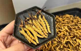 冬蟲(chóng)夏草燉多少時(shí)間合適？藏農(nóng)神草那曲源頭品牌，教你燉出滿滿營(yíng)養(yǎng)