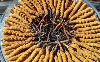 冬蟲夏草保存盒能放多久？藏農神草那曲源頭品牌，教你科學存出好品質